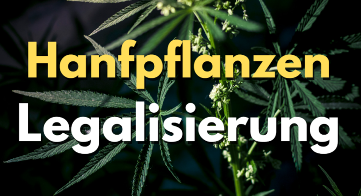 Hanfpflanzen Legalisierung